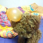 (사진다량) 모델견 돋는 <b>공순이</b> 이야기