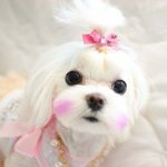 [사진有] 우리집 털뭉치의 맨탈붕괴★★★★★