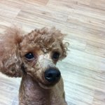 감사합니다! <b>몽몽이</b> 분양 완료 되었어요^^