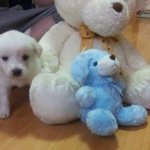 시장터에서 대려온 울집 똥강아지 ♥<b>포동</b>이♥