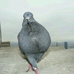 헤헤나<b>요염</b>하죠?