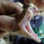 러셀<b>살모사</b>의 무시무시한 독성 실험