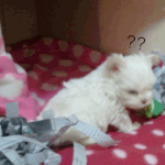 犬판♥♥손바닥만한 꼬맹이 '<b>두부</b>' 판임돠 (수정)