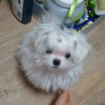 미모종결!!!! 초소형 말티<b>요키</b> 성장기! (사진多 / 스압)