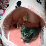 지가 사람인줄 아는 시크냥, <b>뮤</b>뮤♥