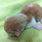 ★다리가 심히 짧은 우리냥이 하루★111