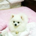 ★★★★★「 犬 」포메)   <b>리우</b>의 일상일기