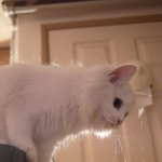 [[[++4탄 ! 사진 ++]]] <b>우악</b>한 멍멍이와 우아한 냥이의...