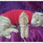 냥이 삼남매.. 1<b>인자</b>의 위엄..