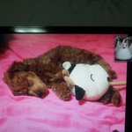 [#3탄 사진多] 에<b>푸리</b> 푸들 공순이 이야기