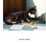 2012 견공계의 신사 품격있는 네눈박이 블랙탄