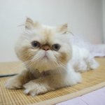 쥐<b>사냥</b> 나선 고양이.