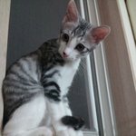 급) 냥이 어떤 종인지 좀 가르쳐 줘요ㅠㅠ 사진 有