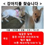 강아지를 찾습니다 ㅠㅠㅠ <서울 은평구>