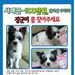 ★★★★(광주 지산동)개를 찾습니다★★★★★★★