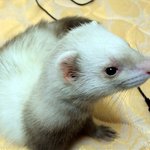 페릿판)) 다리가 짧으니, 허리라도 긴 그대