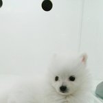 ☆★ 움짤 ☆★ 청순견 뽕자 성장 스토리☆★