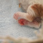 저희집 먼치킨 고양이 아가들 성장기