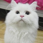 <b>만사</b>가 귀찮은 바니에게 새로운 사냥감!!!!!!!!