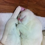 여자사람과일곱마리고양이 3