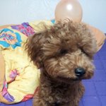 (4탄)애<b>푸리</b> 푸들 공순이 이야기