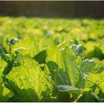 유기농 요구르트중에서 뭘 드시나요 ? ^^