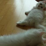 - 강아지보다 더 심한  말썽꾸러기 개냥이 하루와 <b>아키</b>