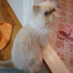 고양이도 목욕...(꼬질냥 벗어나기!!!)