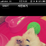 귀욤귀욤열매드신말티재니사진<b>대량</b>방출!