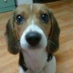 비글이 악마견이라는 편견 버리삼 ㅎㅎ