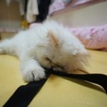 사고치는것도 가지가지, 갈수록 다양해져...(스압주의)