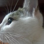 길고양이와동거하긩-중성화수술시키깅