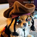 개성 넘치는 강아지 시리즈 모음