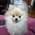 (포메)우리 몽실이가 임신을 했어요!