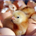 ★☆★☆★치킨의 진실★☆★☆★