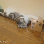 걷는 고양이 첨 보냐~옹!?★유봉이 앙<b>즈</b>판★