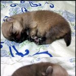 (포메)우리 <b>몽실이</b>가 임신을 했어요! 2탄