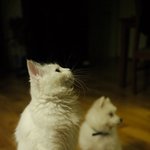 [[[++5탄 ! 사진 ++]]] <b>우악</b>한 멍멍이와 우아한 냥이의...