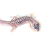 레오<b>파드</b> 게코.. 키우시는 분 없나요?!!