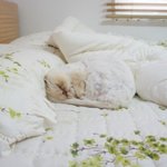 찢어지게 <b>하품</b>하는 고양이.