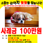 관심가져주세요~!!! <b>실종</b> 강아지 찾습니다~!!