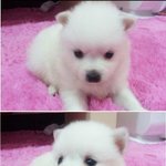 사진추가★김수현<b>cf</b>속강아지★간지개♡스피츠!!의매력