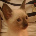 귀염돋는 우리집 샴 고양이, 오덕이의 <b>일상</b>♥