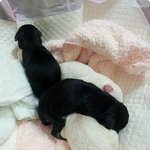 신생견 6남매 슈나꼬물이들 1탄!