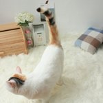 <b>먼치킨</b>고양이 아가들 성장과정 2탄. 그들의 부모는 어떻게 생겨먹었기에