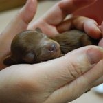 저희 바<b>미</b>가 아가견 3마리를 낳았어요♥ (푸들!)