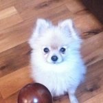 (포메)우리 <b>몽실이</b>가 임신을 했어요! 3탄