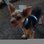 경기도 <b>안산시</b> 본오동 강아지 주인을 찾습니다.