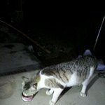 우리 집에 눌러앉은 고양이 <b>모녀</b> 길냥이를 어찌하는게 좋은가요??...