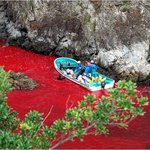 ★★사진 有)) 일본의 <b>무자비</b>한 돌고래 학살, 여러분 이 사실을...